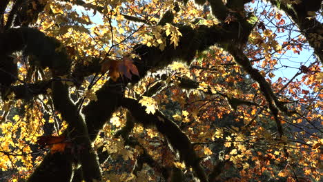 Autumn-leaves-falling-zooms-slowly-out